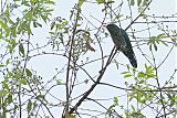Asian Emerald Cuckooborder=